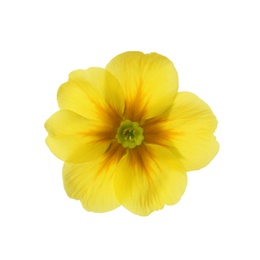 Beautiful yellow primula (primrose) flower isolated on white. Spring blossom