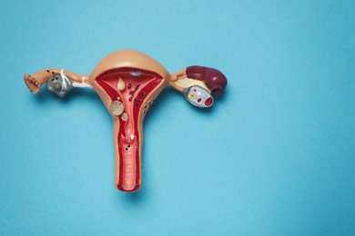 Model of female reproductive system on light blue background, top view. Space for text