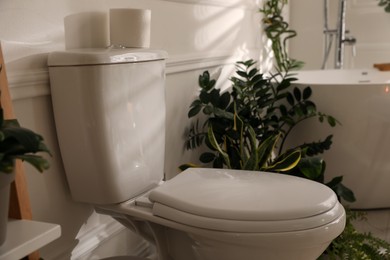 White toilet bowl and green houseplants in bathroom. Interior design