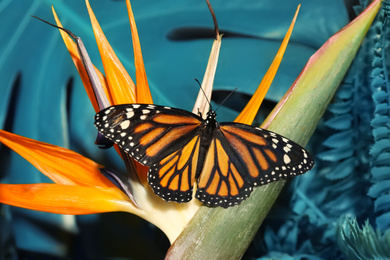 Image of Beautiful monarch butterfly on tropical flower, closeup