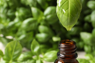 Dripping basil essential oil from green leaf into glass bottle against blurred background, closeup. Space for text