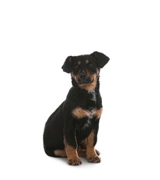 Photo of Cute little puppy sitting on white background