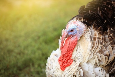 Photo of Domestic turkey on green grass, closeup. Poultry farming
