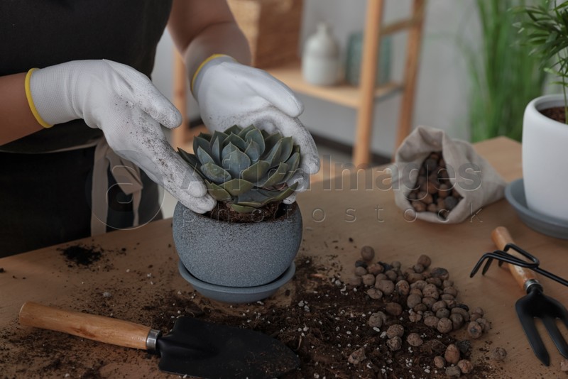 Photo of Woman planting succulent at table indoors, closeup. Houseplant care