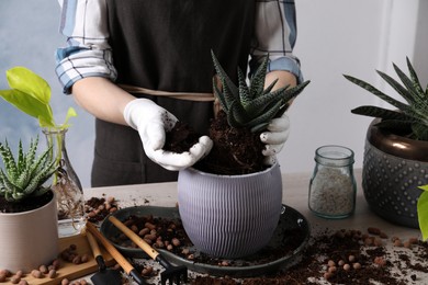 Woman transplanting Haworthia into pot at table indoors, closeup. House plant care