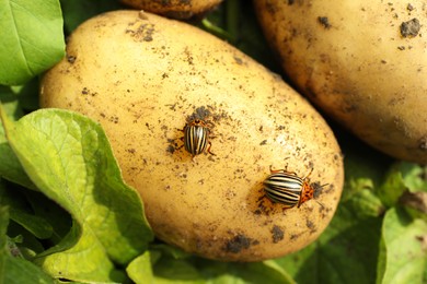 Colorado beetles on ripe potato outdoors, closeup