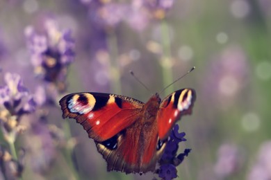 Beautiful butterfly in lavender field on sunny day, closeup