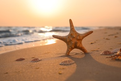 Sunlit sandy beach with sea star and shells at sunset