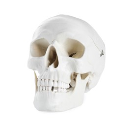 Human skull with teeth isolated on white