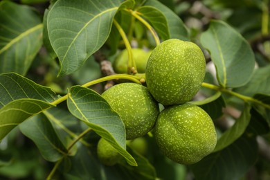 Photo of Green unripe walnuts on tree branch outdoors, closeup