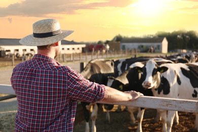 Worker standing near cow pen on farm. Animal husbandry