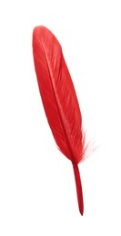 Fluffy beautiful red feather isolated on white