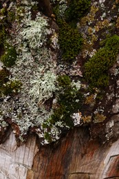 Photo of Beautiful tree bark with green moss as background, closeup