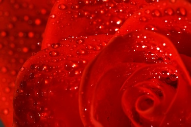 Closeup view of beautiful blooming red rose with dew drops as background