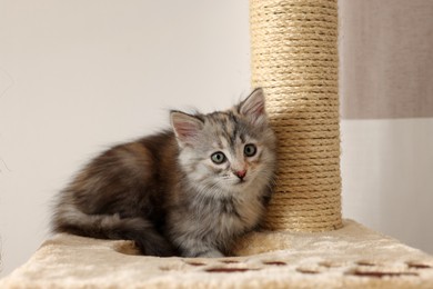 Photo of Cute fluffy kitten on cat tree at home