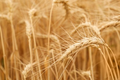 Beautiful ears of ripe wheat as background, closeup