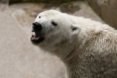 Beautiful polar bear in zoo. Wild animal