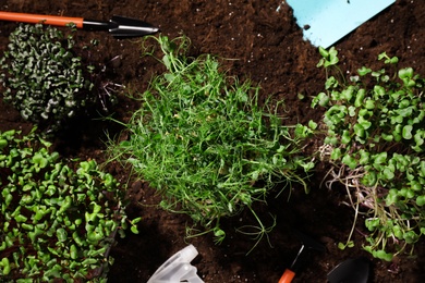 Fresh organic microgreens growing in soil, flat lay