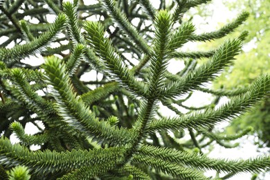 Beautiful branches of coniferous tree outdoors, closeup