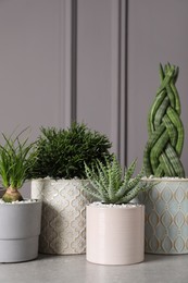 Photo of Beautiful Aloe, Hatiora, Nolina and Sansevieria in pots on light table. Different house plants
