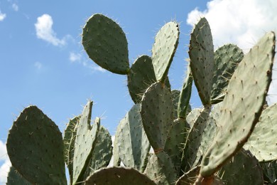 Beautiful prickly pear cactus growing against blue sky, closeup