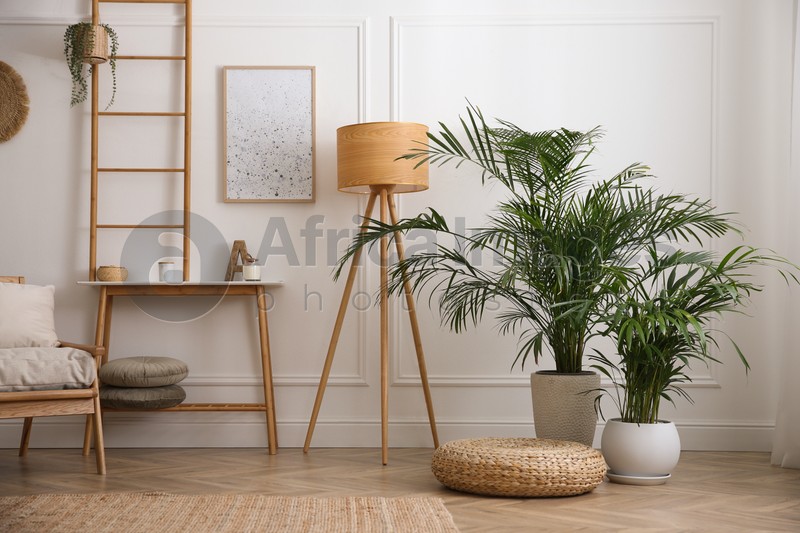 Beautiful potted house plants in stylish living room