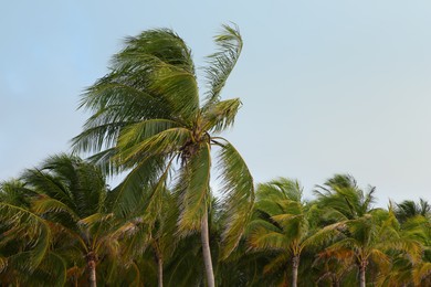Photo of Beautiful palm trees with green leaves under clear sky