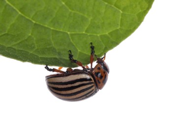 Colorado potato beetle on green leaf against white background
