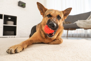 German shepherd playing with ball on floor in living room
