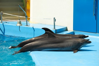Dolphins near pool at marine mammal park