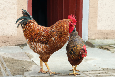 Photo of Beautiful chicken and rooster in yard. Domestic animal