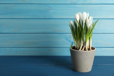 Photo of Beautiful crocuses in flowerpot on blue wooden table. Space for text