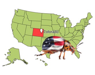USA map with marked state of Colorado and potato beetle on white background