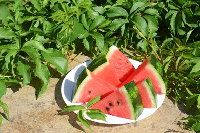 Slices of watermelon on white plate near plant with green leaves outdoors