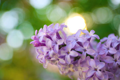 Closeup view of beautiful blossoming lilac shrub outdoors