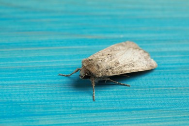 Paradrina clavipalpis moth on light blue wooden background