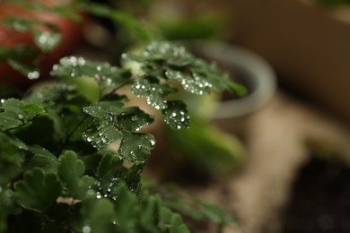Photo of Beautiful exotic house plant with water drops on blurred background, closeup. Space for text