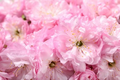 Beautiful sakura tree blossoms as background, closeup