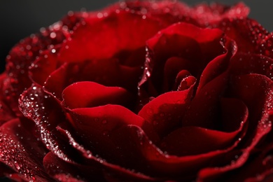 Closeup view of beautiful blooming rose with dew drops on black background