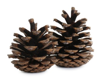 Beautiful dry pine cones on white background