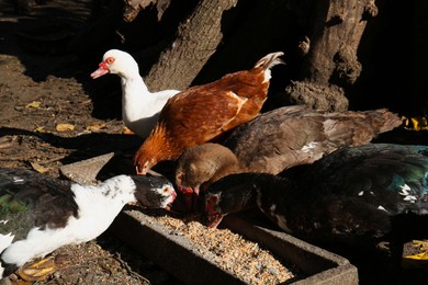 Photo of Beautiful Muscovy ducks feeding in farmyard on sunny day. Rural life