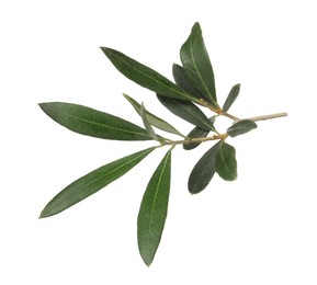 Olive tree branch with green leaves on white background