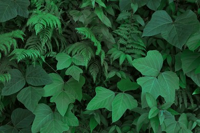 Photo of Fresh plants with beautiful green leaves growing in tropical forest