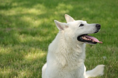 Photo of Cute white Swiss Shepherd dog in park