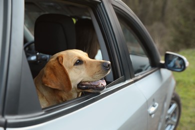 Photo of Adorable dog looking out of car window. Traveling with pet