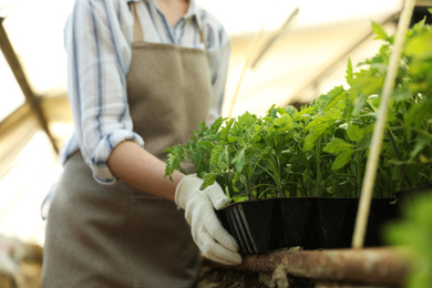 Woman working with tomato seedlings at table, closeup