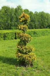 Photo of Beautifully trimmed bush in park on sunny day