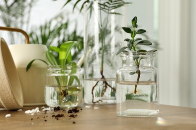 Photo of Exotic house plants in water on wooden table