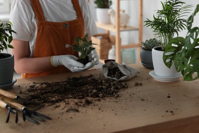 Photo of Woman transplanting beautiful houseplant at table indoors, closeup