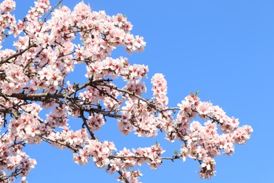 Photo of Beautiful blossoming branches of cherry tree against blue sky. Springtime